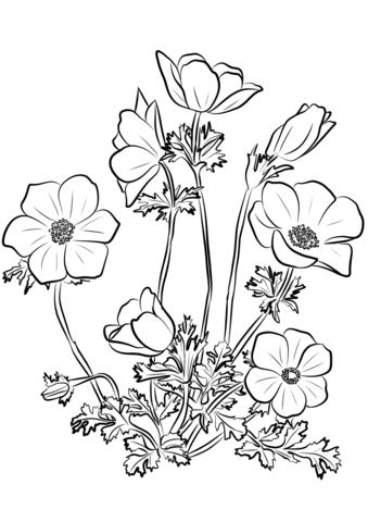 Anemone Coronaria Coloring Page